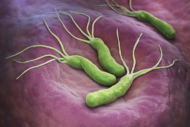 h pylori 23688 l